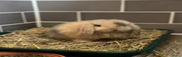 Mini Lop rabbits for sale: 3 pure bred mini lops - Advert 5