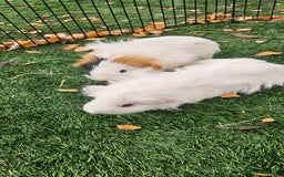 Guinea Pig rodents for sale: Guinea pigs  - Advert 1