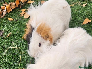Guinea Pig rodents - Advert 7