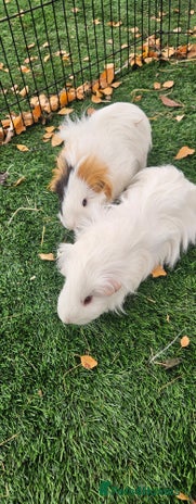 Guinea Pig rodents - Advert 14