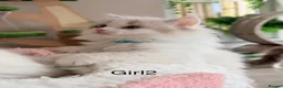 Ragdoll cats for sale: Stunning champion line Ragdoll kittens - Advert 10