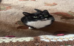 British Shorthair cats for sale: Darcie the tuxedo cat.  - Image 7