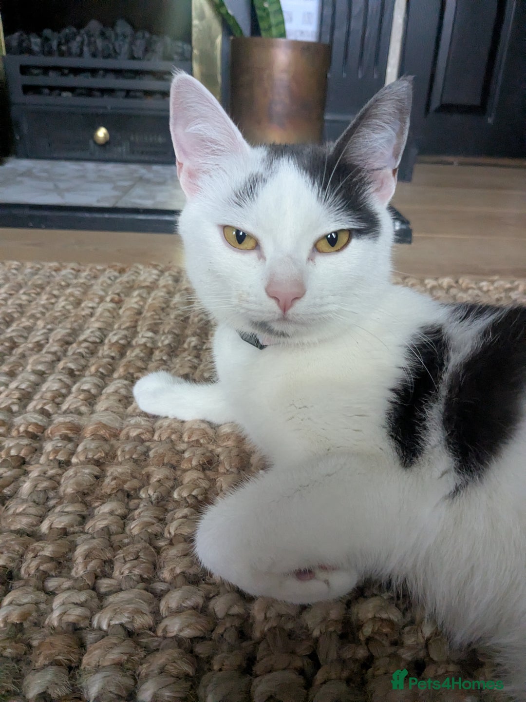 Mixed Breed cats for sale: Gorgeous fluffy kittens - Image 12