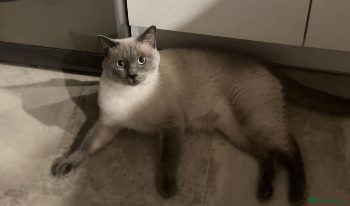 Ragdoll cats Beautiful ragdoll/short hair 2 years old - Advert 11