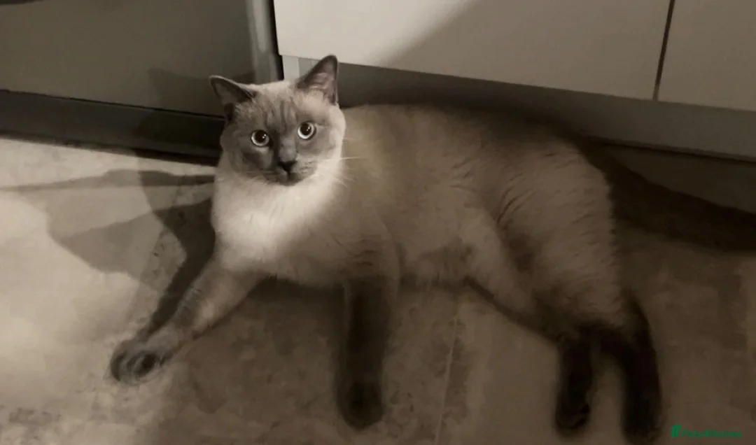 Ragdoll cats for sale: Beautiful ragdoll/short hair 2 years old in Chester - Advert 1