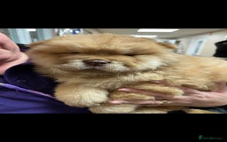 Chow Chow dogs for stud: Chowmazing  - Image 23