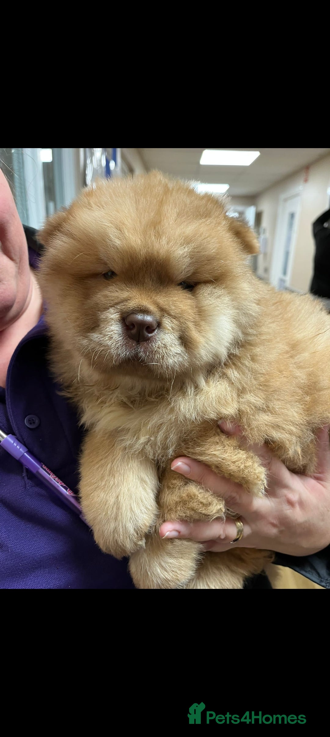 Chow Chow dogs for stud: Chowmazing  - Image 23