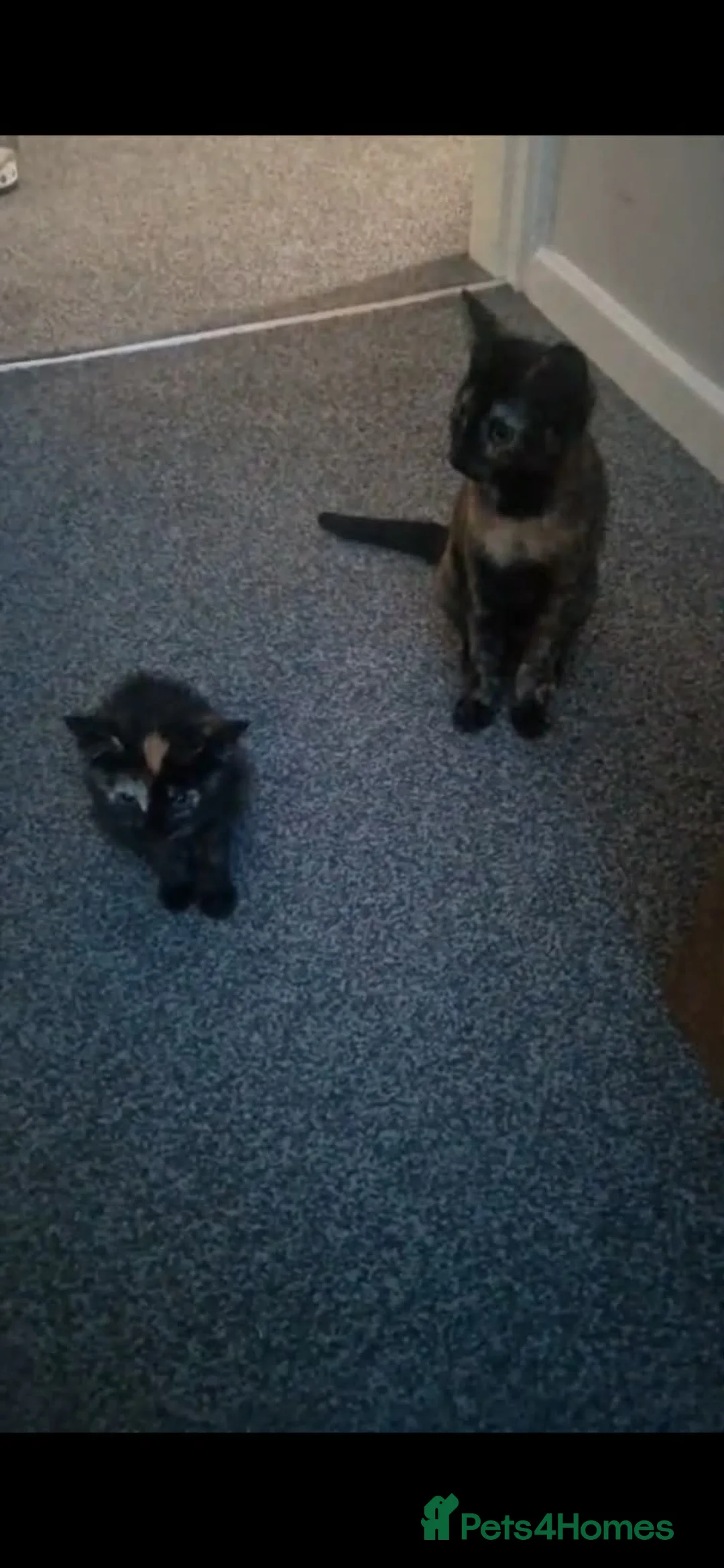 British Shorthair cats for sale: Beautiful fur baby Kittens  in Leeds - Advert 2