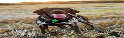 German Shorthaired Pointer dogs for stud: German Shorthaired Pointer for stud  in Liverpool - Advert 2