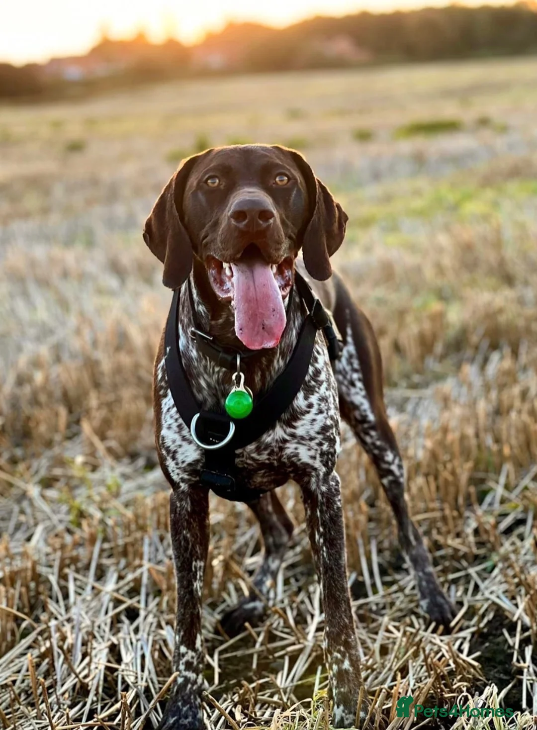 German Shorthaired Pointer dogs for stud: German Shorthaired Pointer for stud  in Liverpool - Advert 2