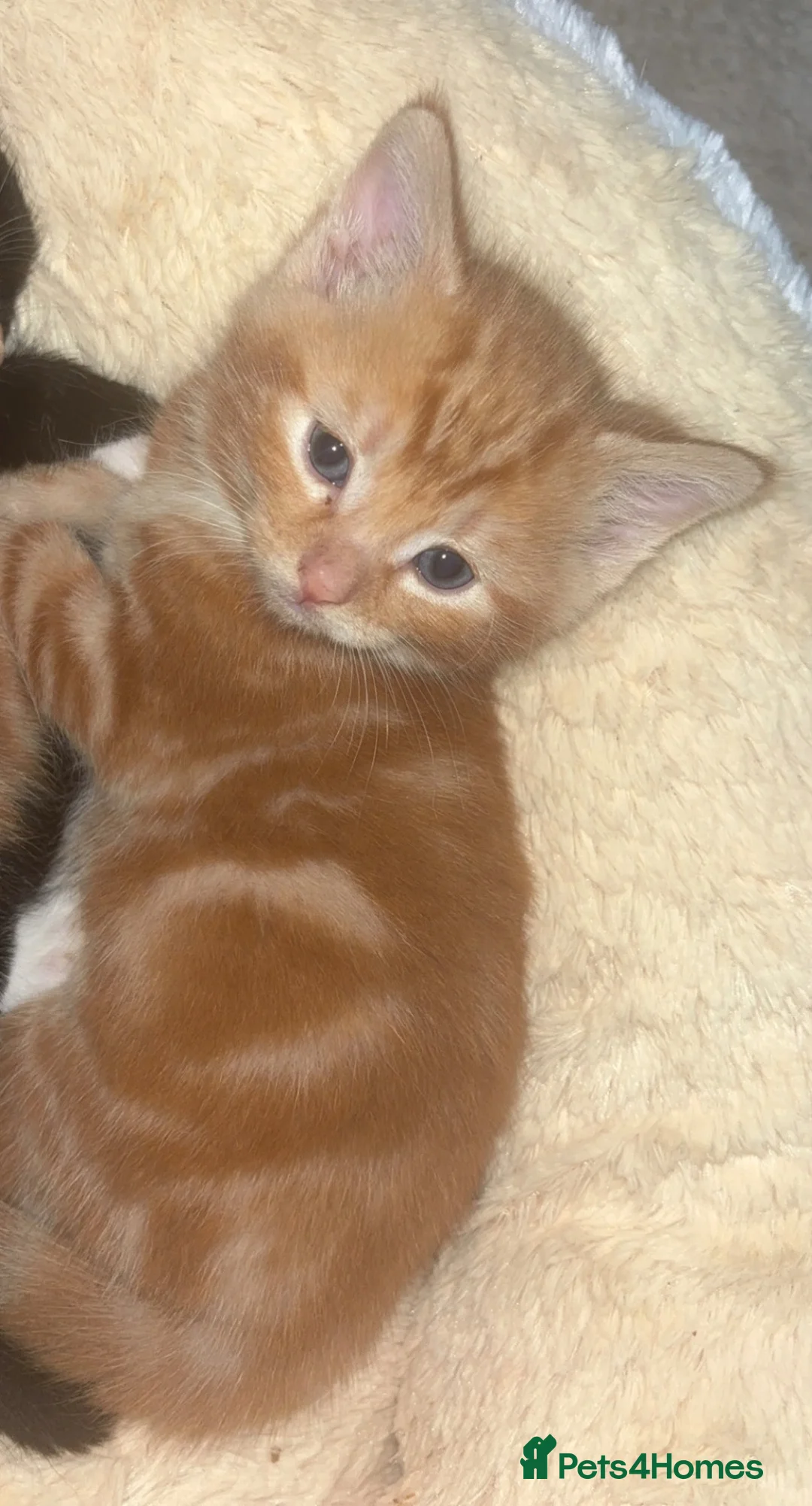Mixed Breed cats for sale: Kittens - Advert 2