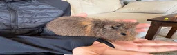 Guinea Pig rodents for sale: 3 baby guinea pigs  - Advert 4