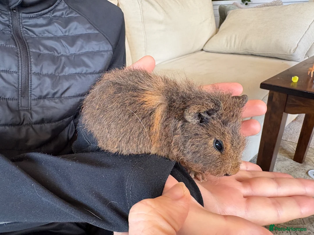 Guinea Pig rodents for sale: 3 baby guinea pigs  - Advert 4