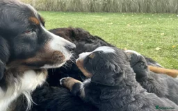 Bernese Mountain Dog dogs for sale: Bernese Mountain Dog – Best Friend for Life ❤️ - Image 2