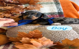 Dachshund dogs for sale: Beautiful dachshund puppies  - Image 26