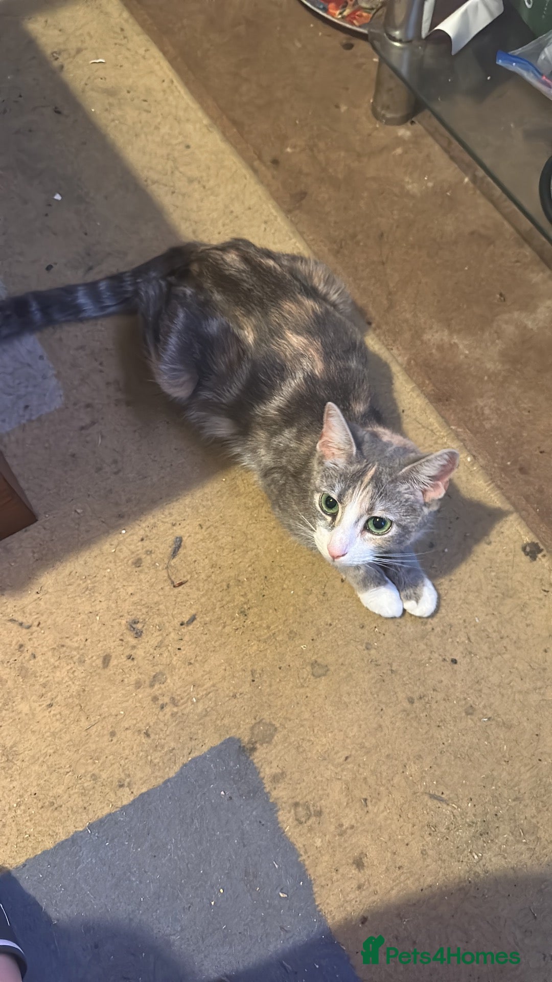 Mixed Breed cats 2 femles left read description x - Advert 1