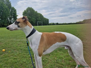 Whippet dogs - Advert 9