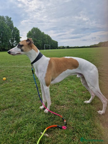 Whippet dogs - Advert 1