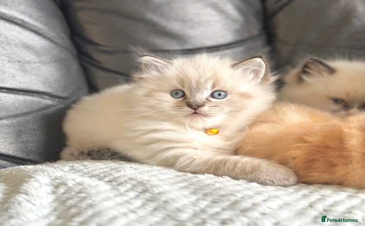 Ragdoll cats - Advert 13