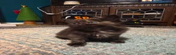 Siamese cats for sale: Gorgeous siamese x maine coone litter - Advert 2