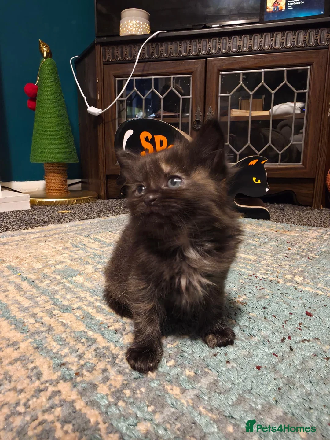 Siamese cats for sale: Gorgeous siamese x maine coone litter - Advert 2