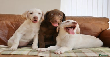 Labrador Retriever dogs - Advert 15