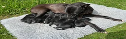 Mixed Breed dogs for sale: Beautiful Bedlington Whippet First Cross Puppies in Okehampton - Advert 5