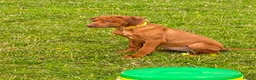 Rhodesian Ridgeback dogs for sale: KC reg Ridgeback puppies - Advert 1
