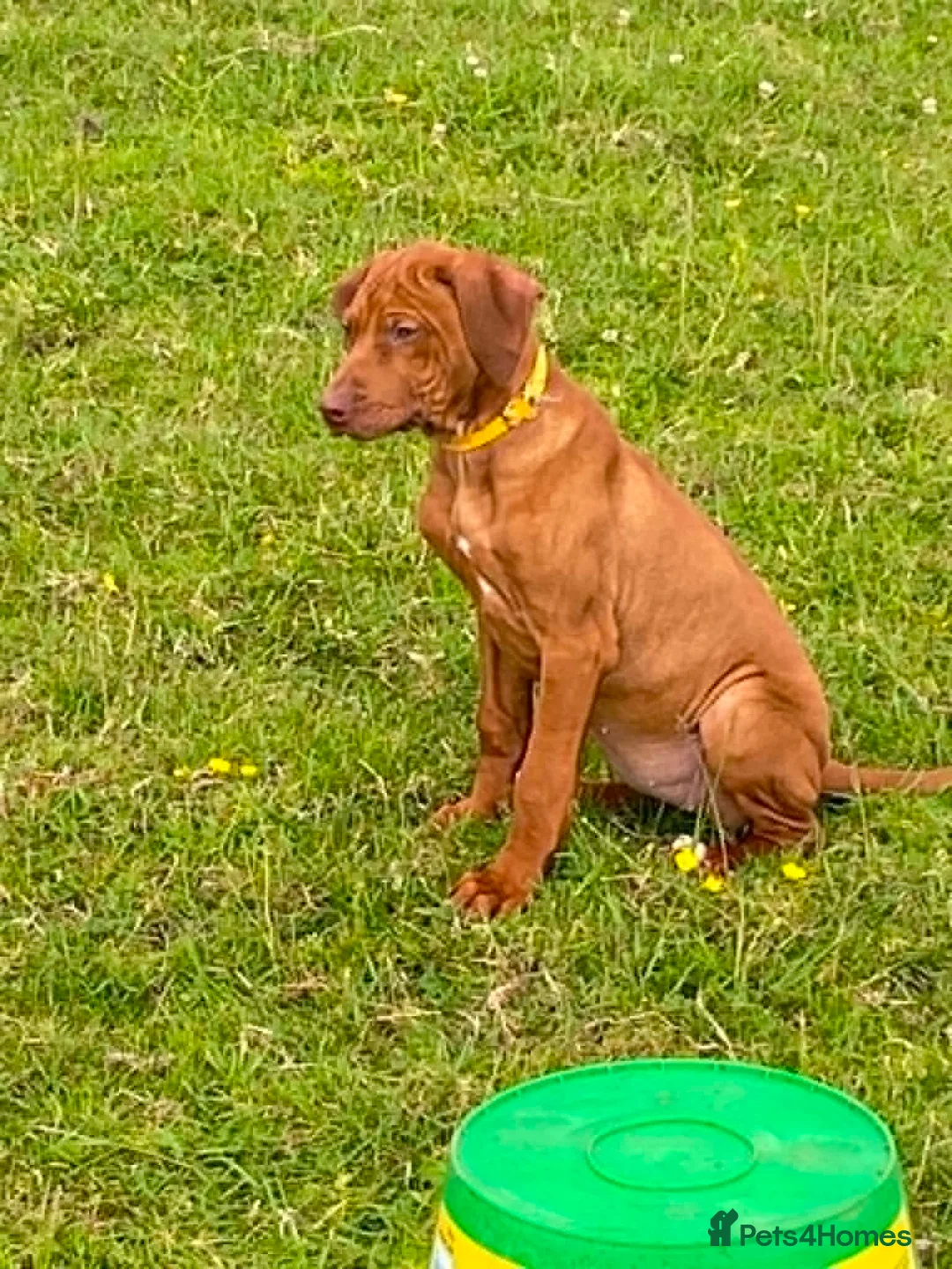 Rhodesian Ridgeback dogs for sale: KC reg Ridgeback puppies - Advert 1