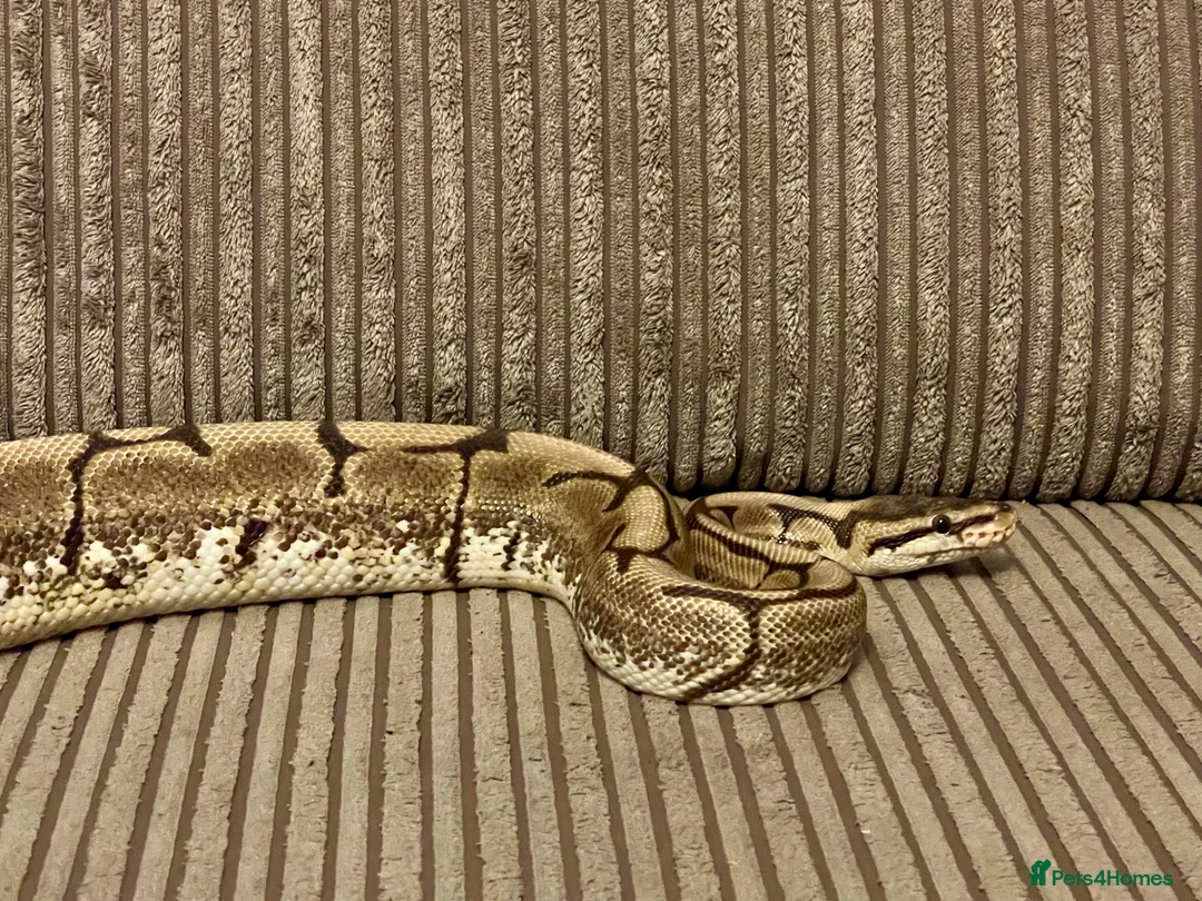 Python Snake reptiles for sale: Royal Python Collection Designer Morphs Females - Advert 6