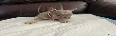 French Bulldog 2