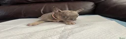 French Bulldog dogs for sale: French bull dog  - Advert 8