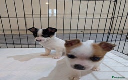 Jack Russell dogs for sale: Gorgeous miniature Jack Russell puppies  - Image 3