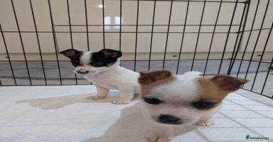 Jack Russell dogs - Advert 14