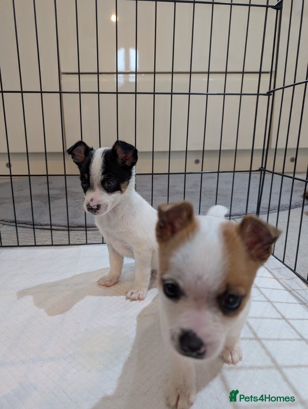 Jack Russell dogs for sale: Gorgeous miniature Jack Russell puppies  - Image 3