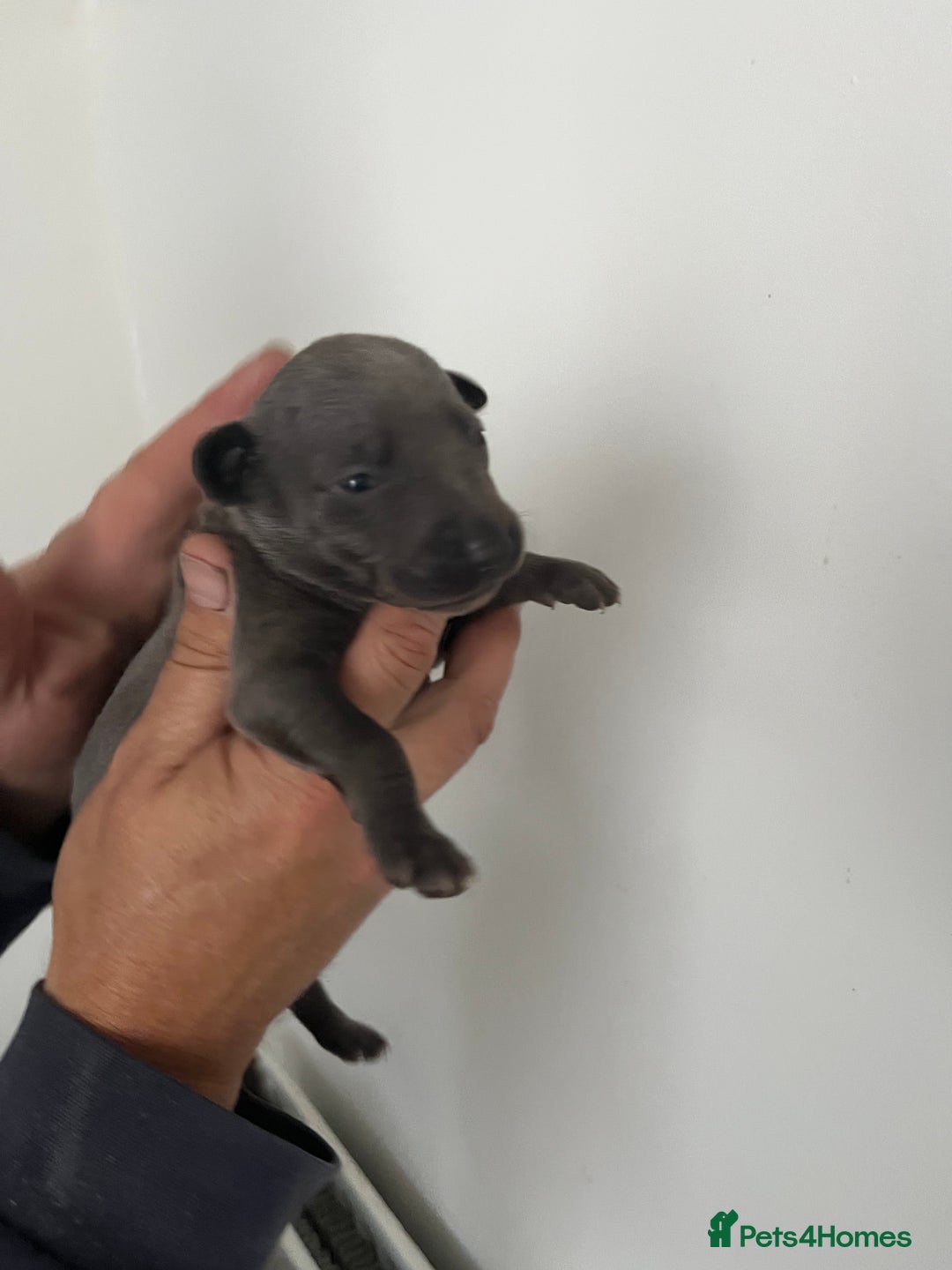 Whippet dogs for sale: KC registered Whippet pups - Image 14