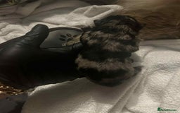 Chow Chow dogs for sale: Rare Chow chow puppies - Image 11