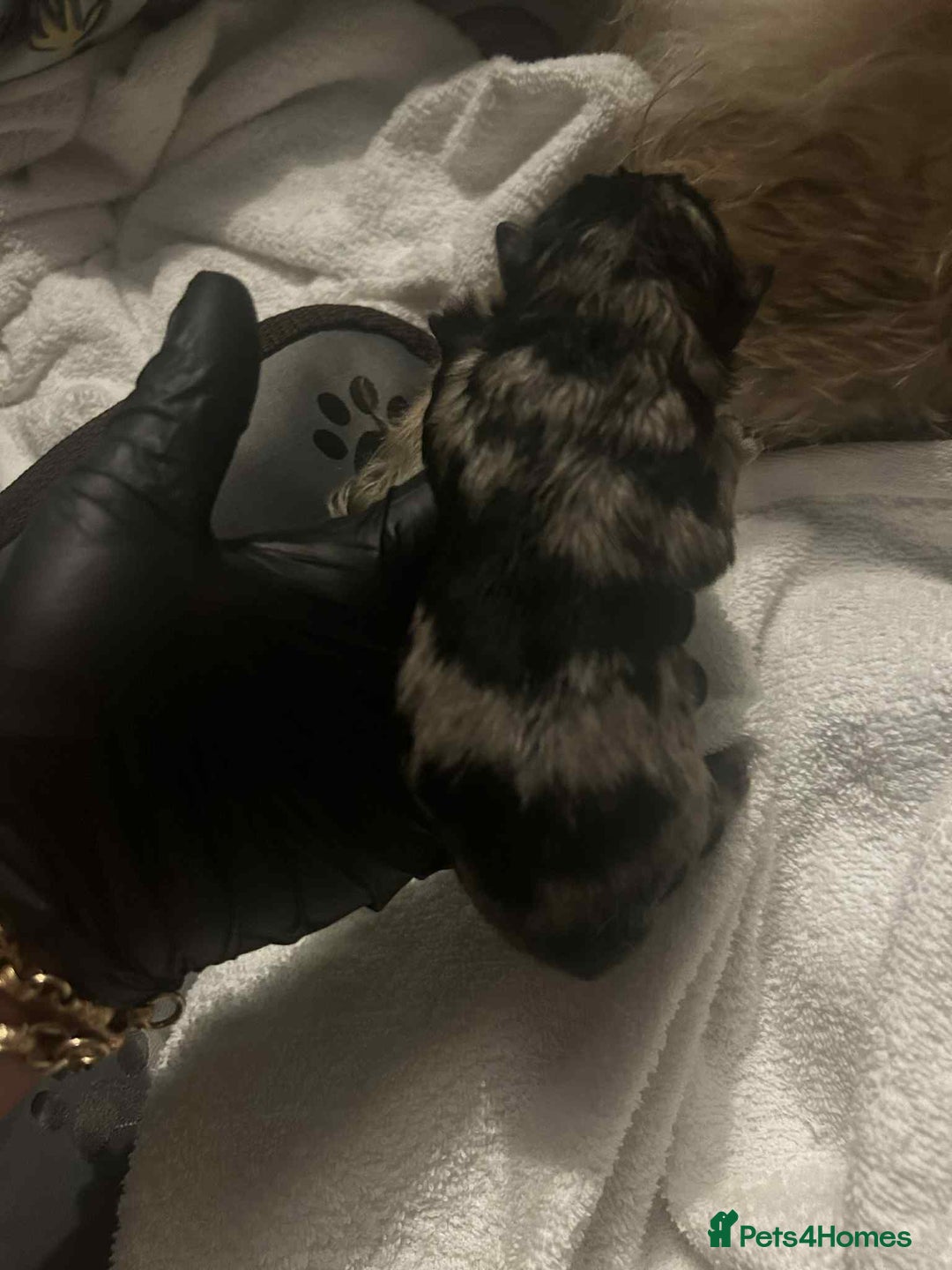 Chow Chow dogs for sale: Rare Chow chow puppies - Image 11