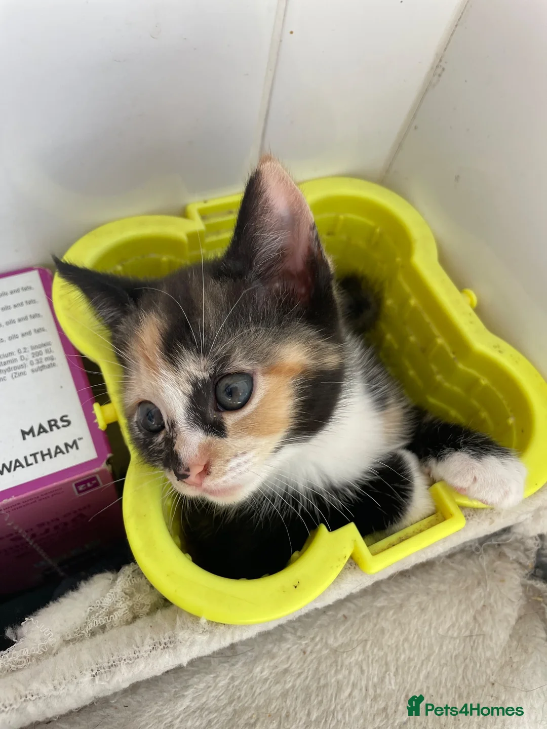 Mixed Breed cats for sale: Kittens for sale  - Advert 2