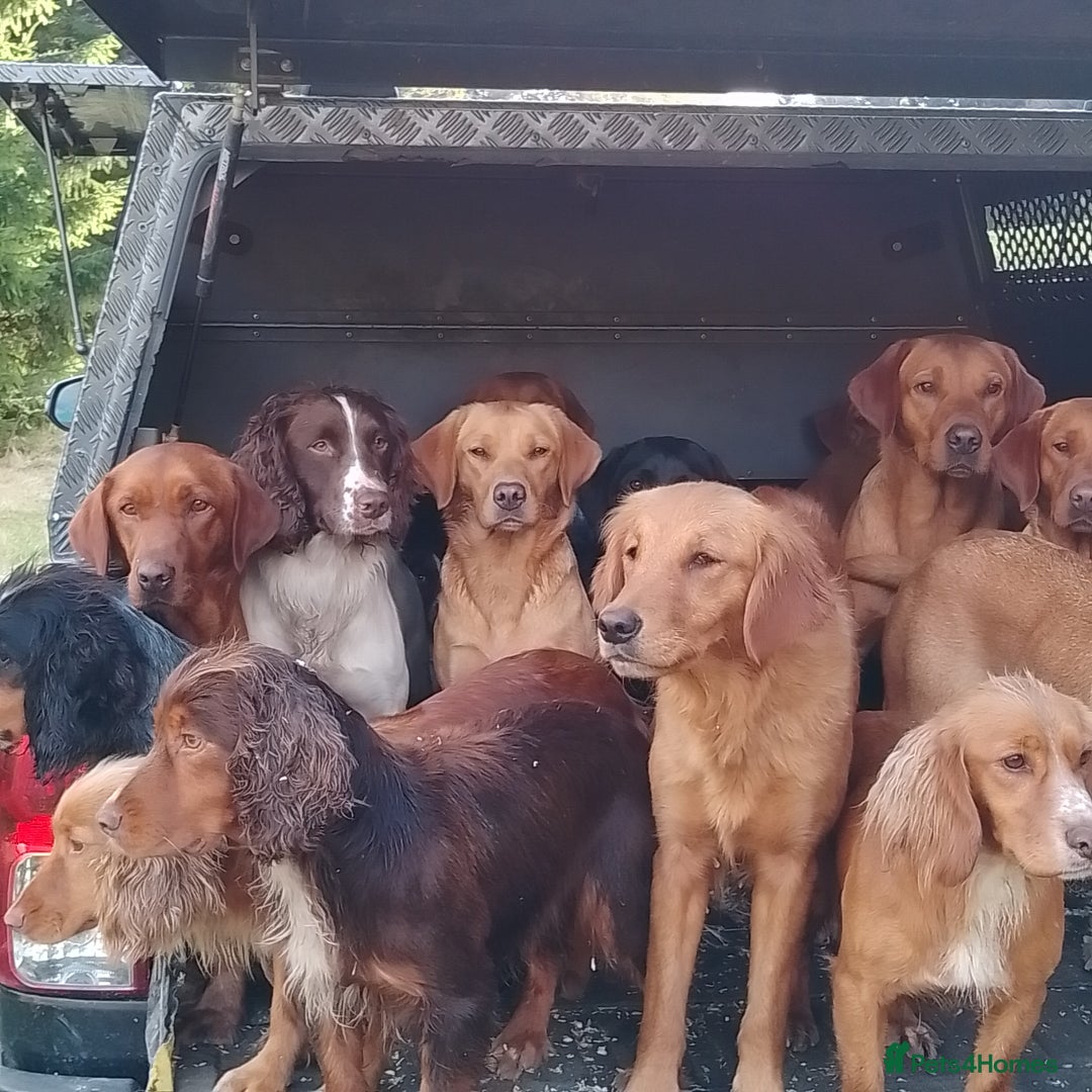 Cocker Spaniel dogs for sale: Kc reg working Cocker spaniels  born 13th July  - Image 9