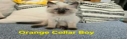 Ragdoll cats for sale: Beautiful ragdolls - Advert 18