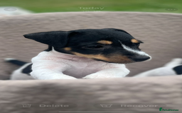 Jack Russell dogs for sale: JACKRUSSELL PUPPYS in Shrewsbury - Image 14