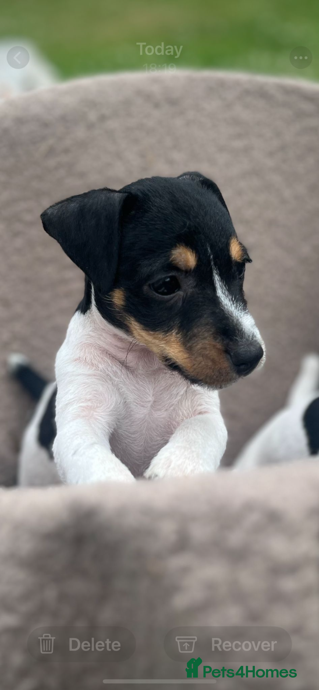 Jack Russell dogs for sale: JACKRUSSELL PUPPYS in Shrewsbury - Image 14