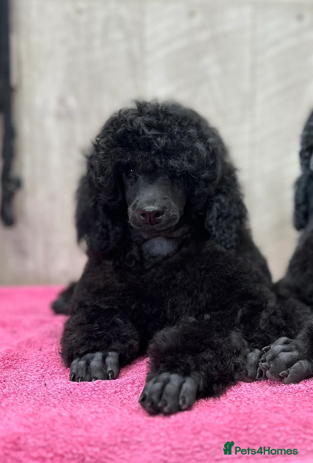 Miniature Poodle dogs for sale: Boys,Boys,Boys! Stunning Miniature Poodle Puppies - Advert 5