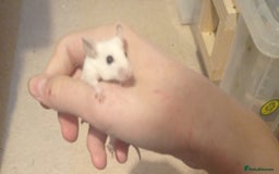Mouse rodents for sale: Baby African Soft Fur mice - Image 4