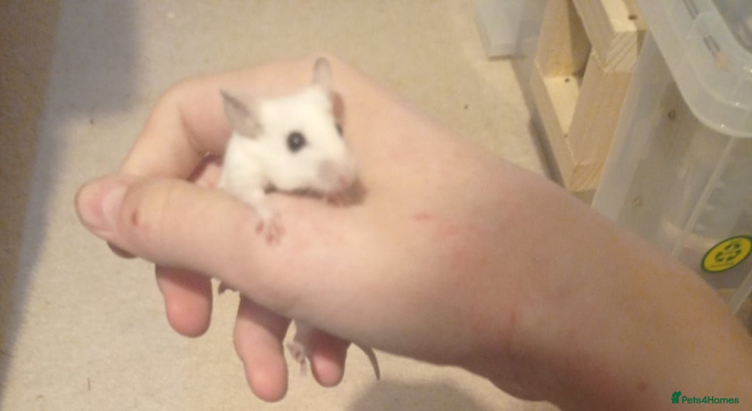 Mouse rodents for sale: Baby African Soft Fur mice - Image 4