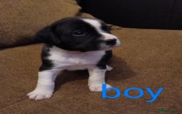 Mixed Breed dogs for sale: Frenchie x Sprocker pups - Image 2