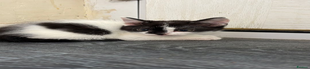 Norwegian Forest Cat Kitten 1