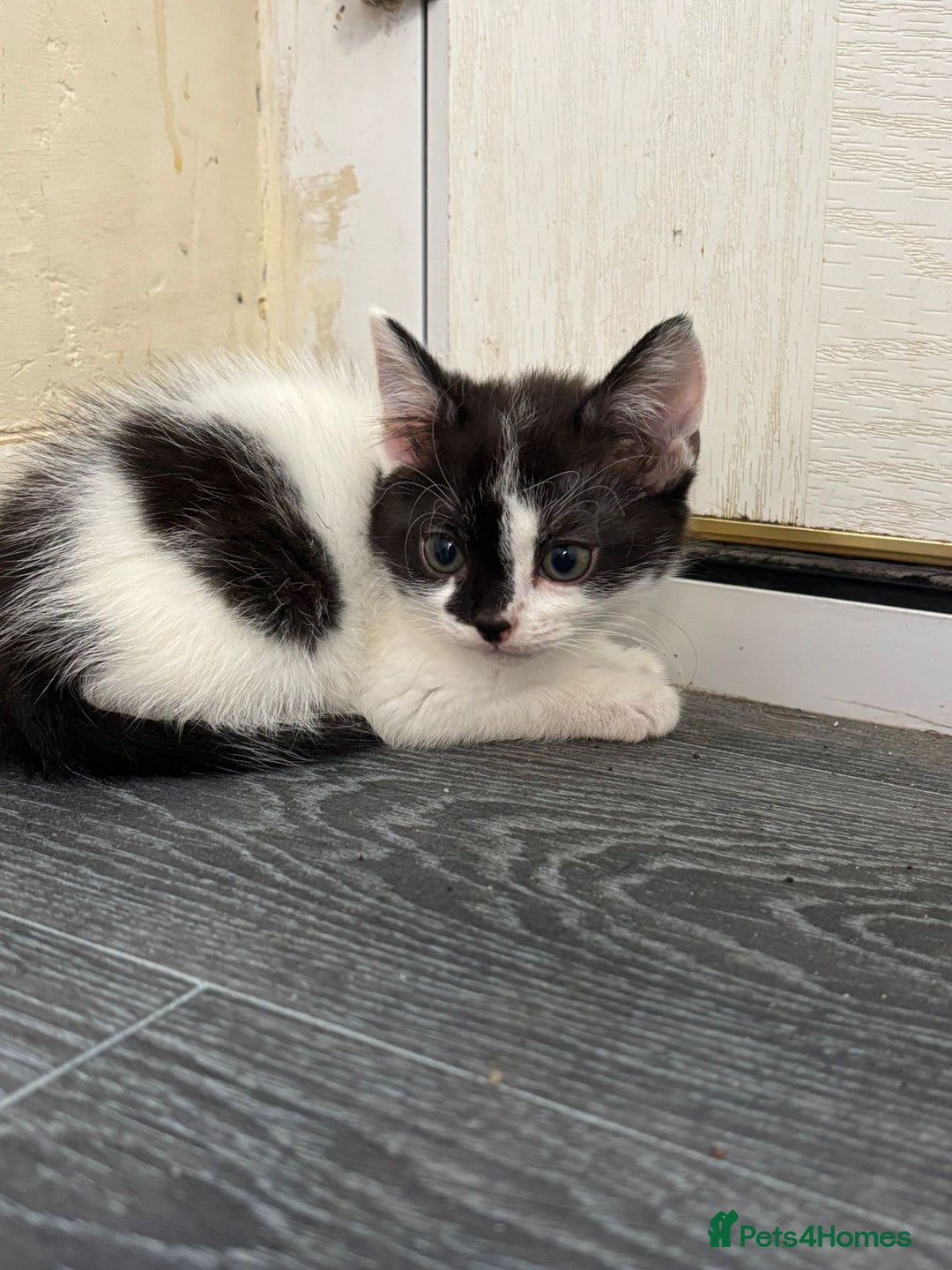 Norwegian Forest Cat cats for sale: REDUCED NORWEGIAN FOREST KITTENS  - Image 2