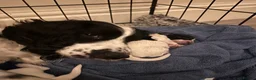 Sprocker dogs for sale: Sprocker Spaniel Puppies for Sale  - Advert 2